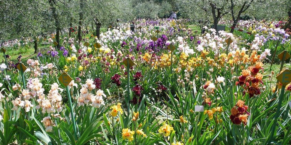 Giardino dell'Iris, Italy, Italy